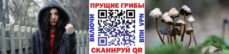 kraken ССЫЛКА  Минусинск  Галлюциногенные грибы Magic Shrooms 